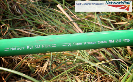 Fibre-optic cable, the Big Pull. Dyfi Osprey Project.