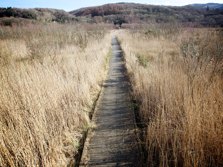 Cors Dyfi Reserve, boardwalk, 2012.