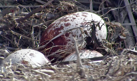 © MWT - Three Eggs, 2012. Dyfi Osprey Project