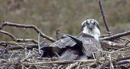 © MWT - Nora incubating in the rain. Dyfi Osprey Project