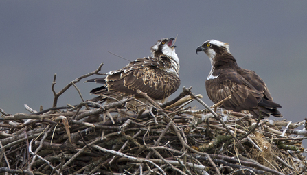 MWT Glesni and Ceulan 2012