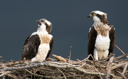 MWT Glesni and Brenig