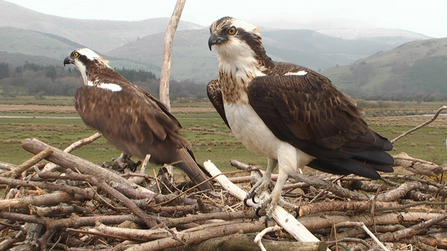 © MWT - Monty and Nora, April 2nd, 2012, Dyfi Osprey Project