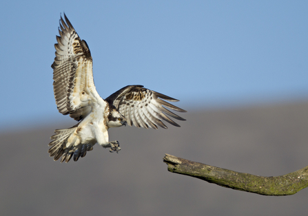 MWT Monty lands on his favourite perch 2010