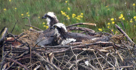 MWT Monty and Nora in the rain 2012