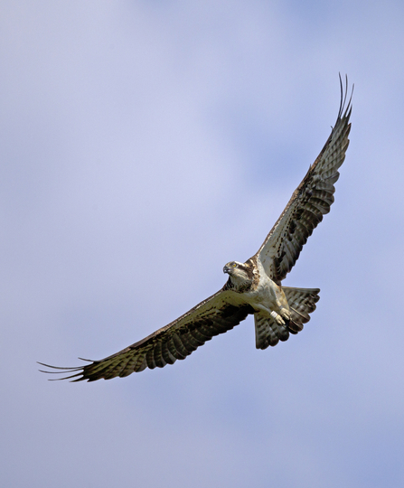 MWT Nora at the Dyfi