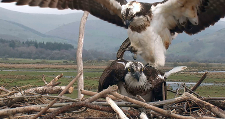 © MWT - Monty and Nora, April 2012, Dyfi Osprey Project