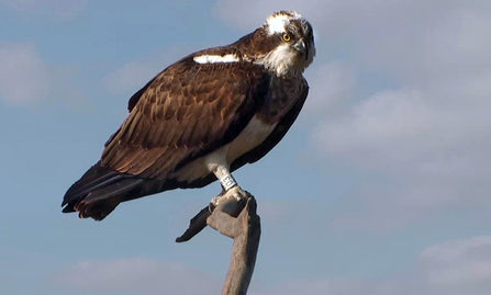 © MWT - Nora, April 2012, Dyfi Osprey Project.