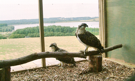 Rutland Osprey Project translocated chicks