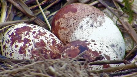 © MWT - Eggs, 2012. Dyfi Osprey Project