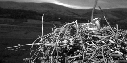 © MWT - Nora incubating, evening, 2012. Dyfi Osprey Project