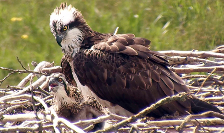 © MWT  - Nora and Ceulan. Dyfi Osprey Project.