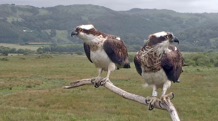 © MWT  - Monty and Nora, 2012. Dyfi Osprey Project.