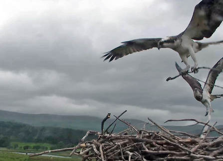 © MWT  - Monty and Nora. Dyfi Osprey Project.