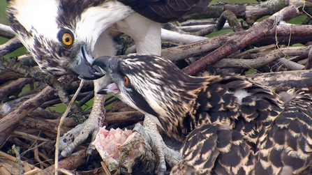 © MWT  - Monty feeding Ceulan. Dyfi Osprey Project