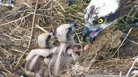 © MWT - Ceulan and sibling before the storm. Dyfi Osprey Project.