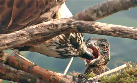 © MWT - Nora feeding Ceulan at 12 days old. Dyfi Osprey Project.