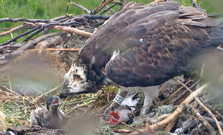 © MWT - Nora feeding Ceulan after the storm. Dyfi Osprey Project.