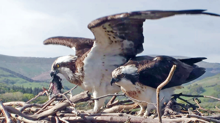 © MWT - Monty and Nora on nest with fish, 2012. Dyfi Osprey Project