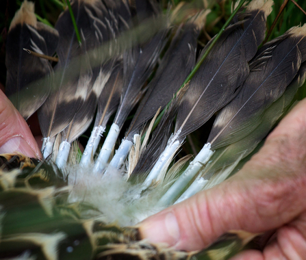 © MWT - Einion's pin feathers at ringing. Dyfi Osprey Project.