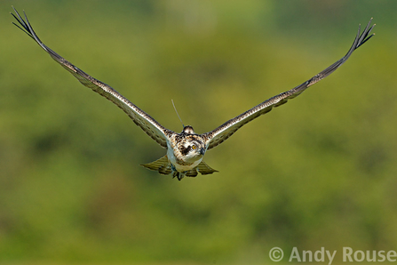 Einion, Dyfi Osprey Project, August 2011 - © Andy Rouse