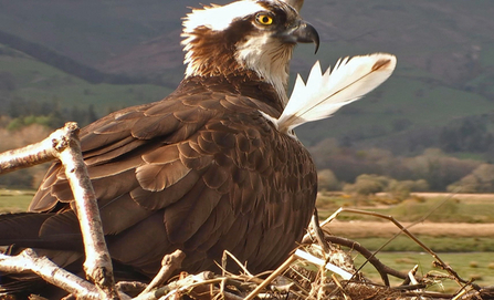 © MWT - Nora, evening April 18, 2012. Dyfi Osprey Project