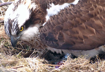 © MWT - Nora, egg 1, April 2012. Dyfi Osprey Project