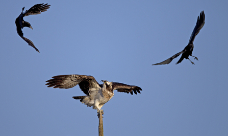 © MWT - Nora being mobbed by crows, April 2012. Dyfi Osprey Project