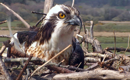 © MWT - Monty in the nest, April 2012. Dyfi Osprey Project