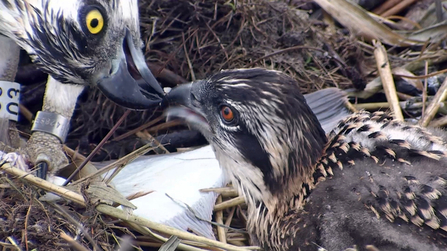 © MWT  - Nora feeding Ceulan. Dyfi Osprey Project.