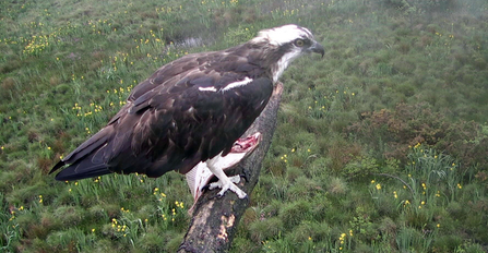 © MWT - Monty with flounder, June 2012. Dyfi Osprey Project.