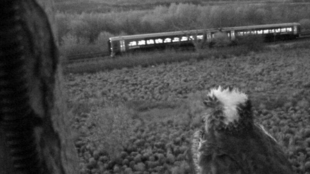 © MWT - Monty, Train (2012). Dyfi Osprey Project