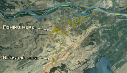 MWT - Ceulan, Africa; fishing and roosting patterns.