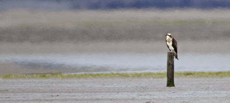 © MWT - Unidentified osprey at Cors Dyfi, 2012.