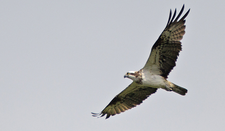 MWT - Unidentified osprey over Dyfi, 2012. Dyfi Osprey Project.