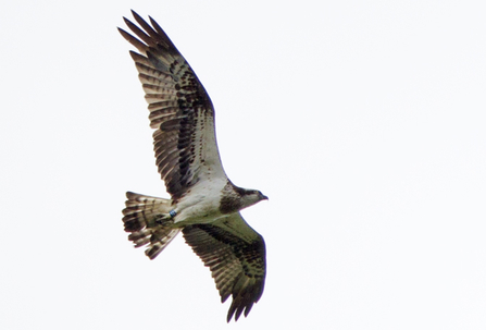 © MWT  - Blue 12, 2012. Dyfi Osprey Project.