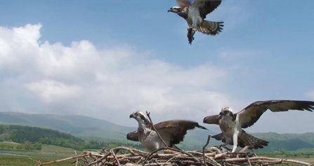 © MWT - Blue 12 over the Dyfi Nest, July 2012. Dyfi Osprey Project.