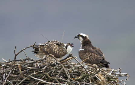 © MWT  - Ceulan and Blue 12 (2012 Dyfi Osprey Project)