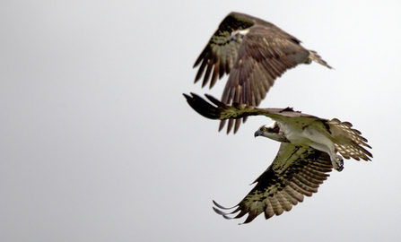 © MWT  - Nora and Glesni, 2012