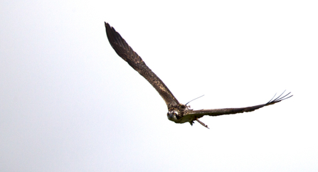 © MWT - Ceulan in flight, August 2012