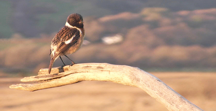 © MWT - Male stonechat