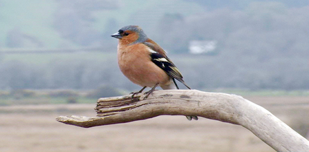 © MWT - Male chaffinch