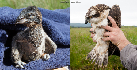 © MWT  - Ceulan, June 9 and July 13, 2012. Dyfi Osprey Project.