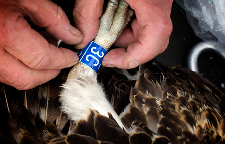 © MWT - Ceulan's ring: Blue 3C. Dyfi Osprey Project.