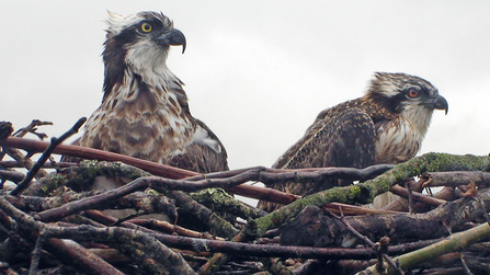 © MWT  - Nora and Ceulan. Dyfi Osprey Project.