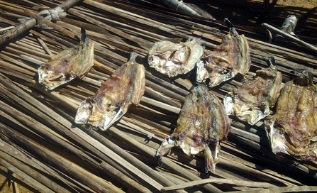 Fish drying table in the village where Ceulan was brought