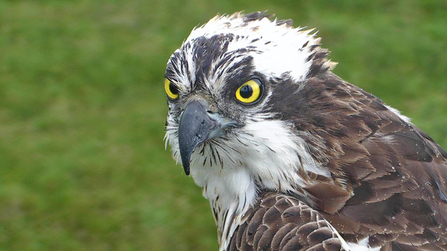 © MWT - Nora. Dyfi Osprey Project.