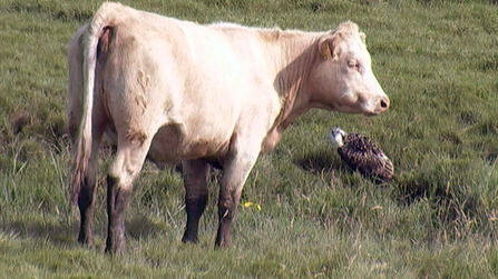 © MWT  - Ceulan and the cow. Dyfi Osprey Project.