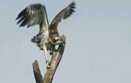 © MWT  - Ceulan after fledging. Dyfi Osprey Project.