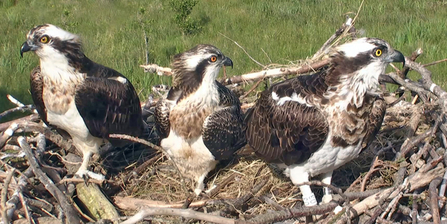 © MWT  - Monty, Ceulan, Nora, on the nest. Dyfi Osprey Project.